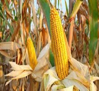 تراجع في واردات "الذرة والسيارات والزيوت المكررة" بسبب البترول